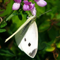 Fluttering Beauty