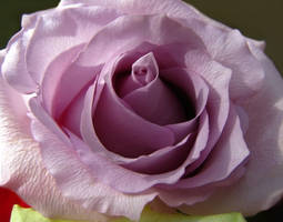 Lilac Rose