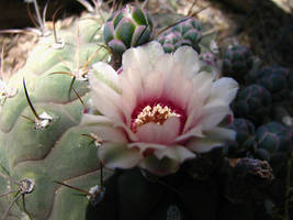 Cactus Rose  3710