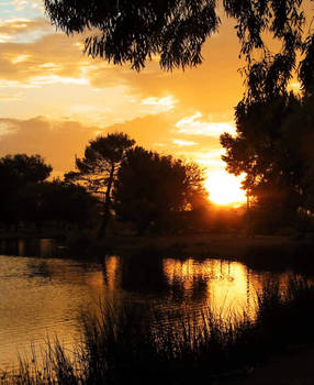 Golden Lights
