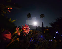 Strawberry Moon