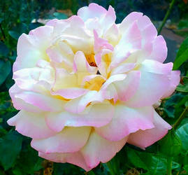 Cotten Candy