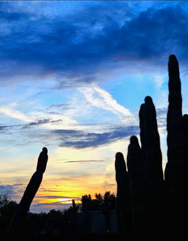 Saguaro Sky
