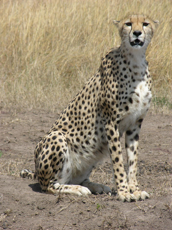 Cheetah