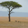 Cheetah + Tree