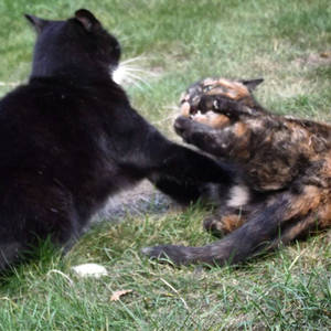 Cat fight!