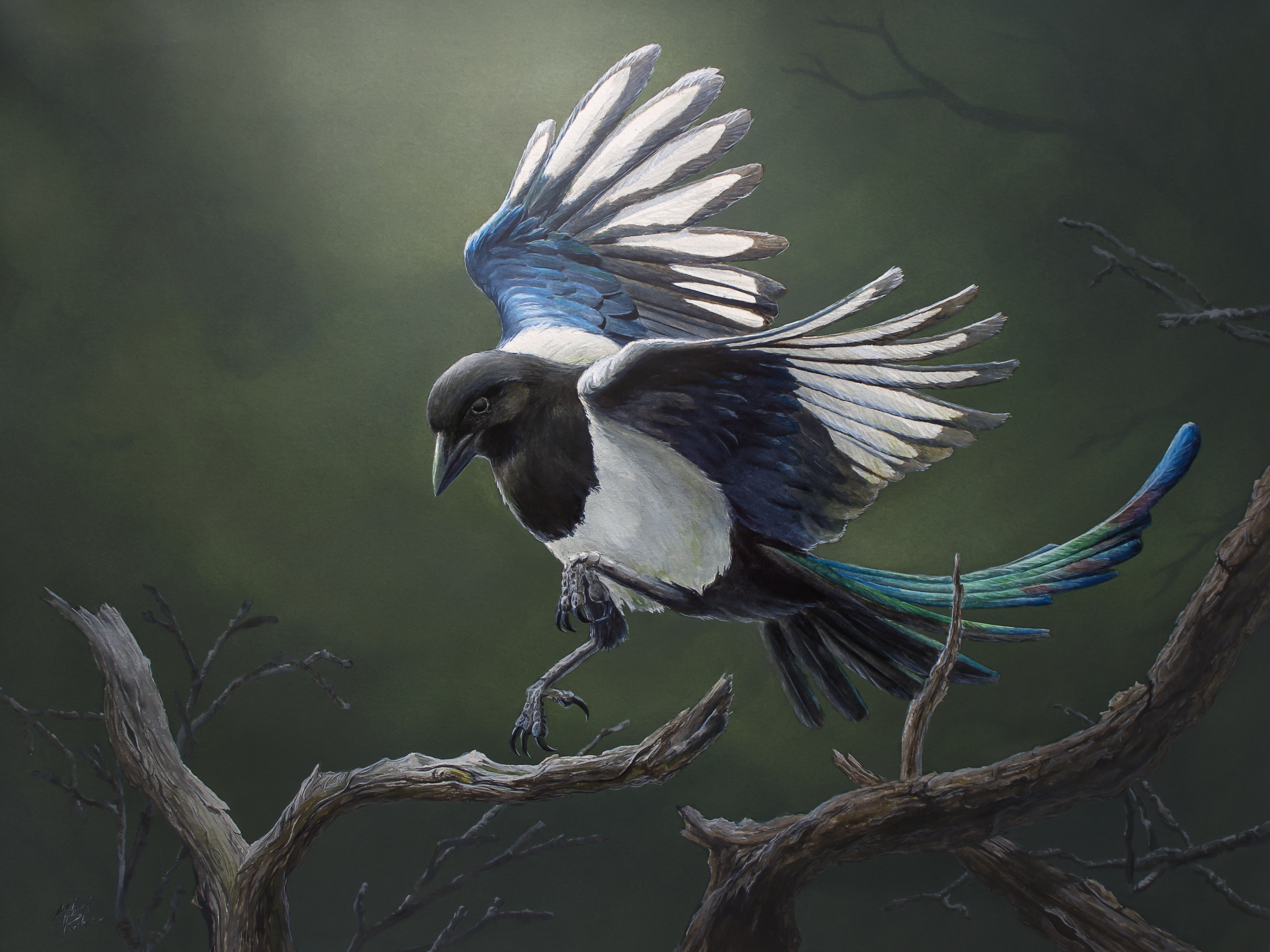Black-billed Magpie Watercolor by MattPendleton on DeviantArt