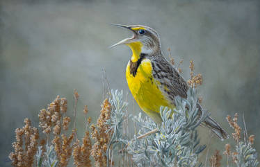 Western Meadowlark Watercolor Painting