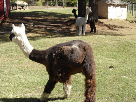 Alpacas In the Fall