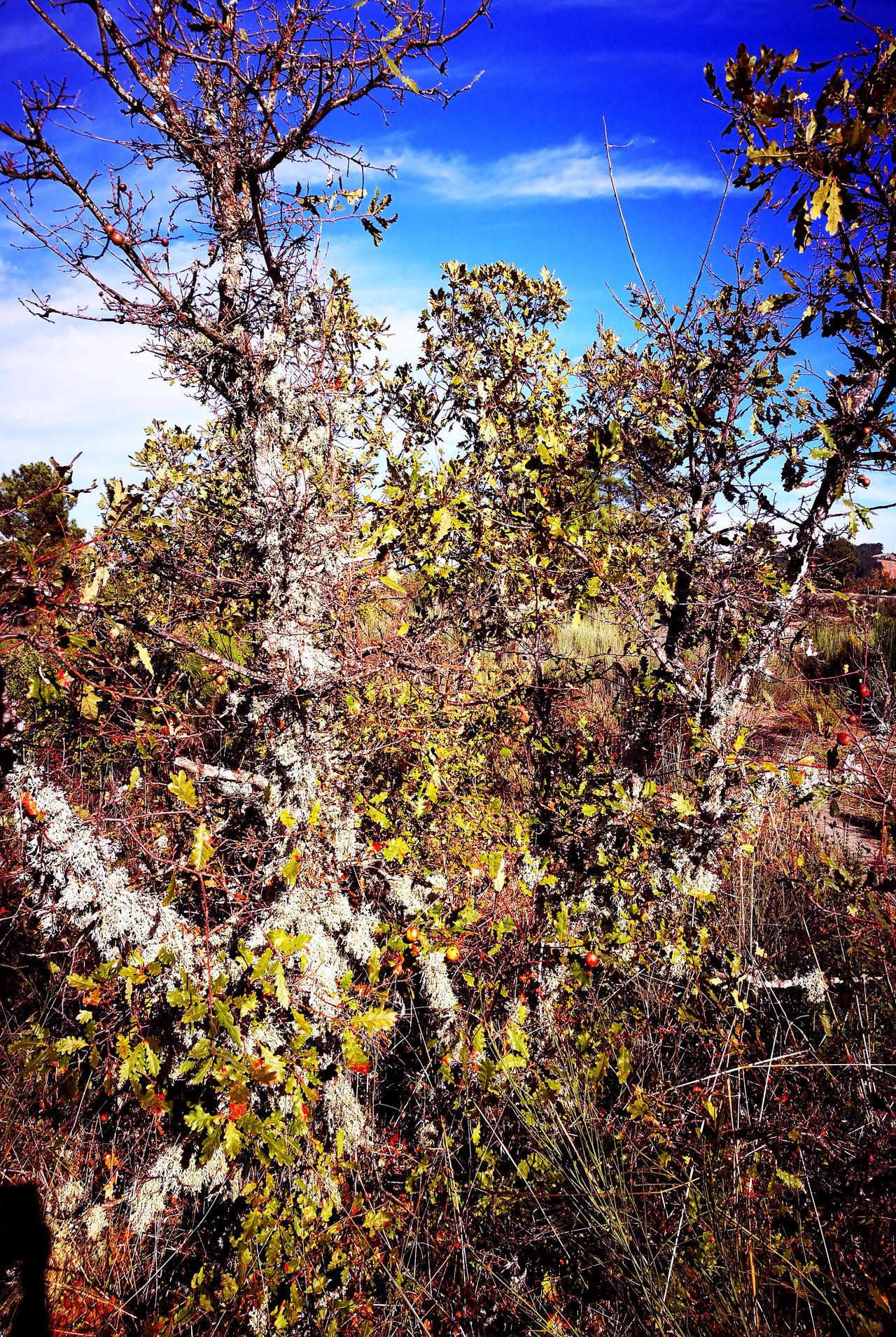 Fading Tree Fading Oak Tree by SaraQ2 on DeviantArt
