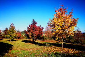 Autumn Series - Field