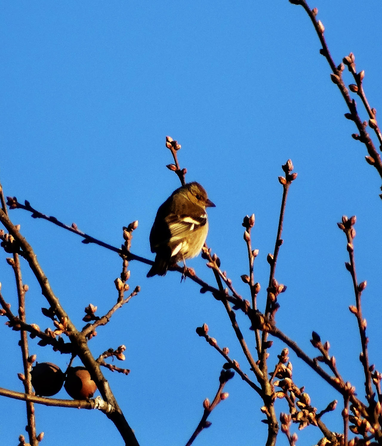 Fringilla coelebs - Tentilhao Comum