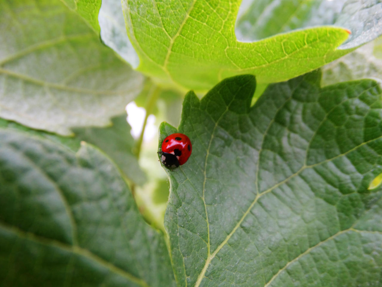 Lady Bug 2