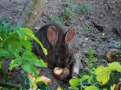 Hungry Baby Bunny