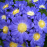 blue flowers