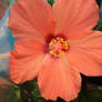 pinky flower