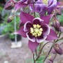 purple flower