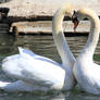 Swans in love