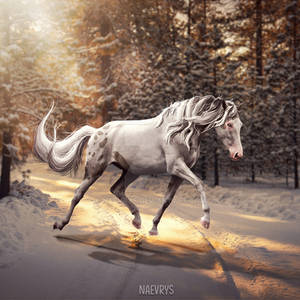 Horse Manip #1