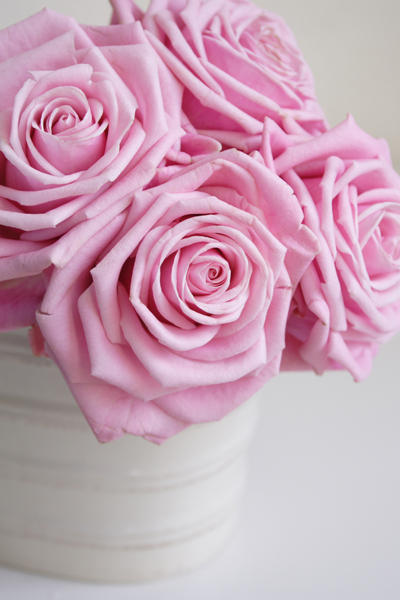 Pink Roses Creations Pink Roses II by onelook on DeviantArt