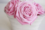 Pink Roses III by onelook