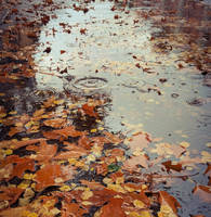 Puddle in Autumn