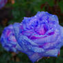 Blue Roses for a Blue Lady