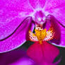 Heart of an Orchid