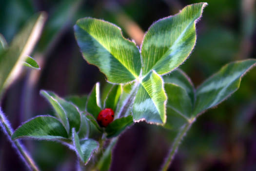 Hiding Ladybug