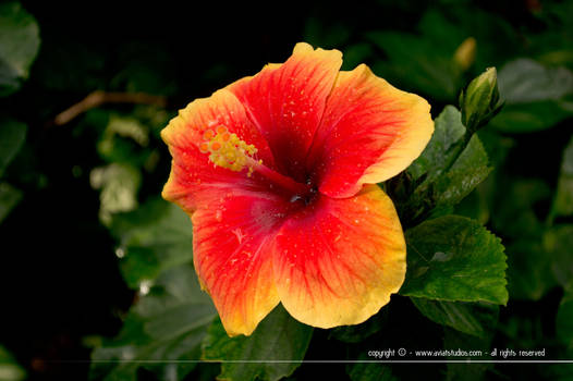 Hibiscus