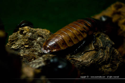 Madagascar Hissing Cockroach