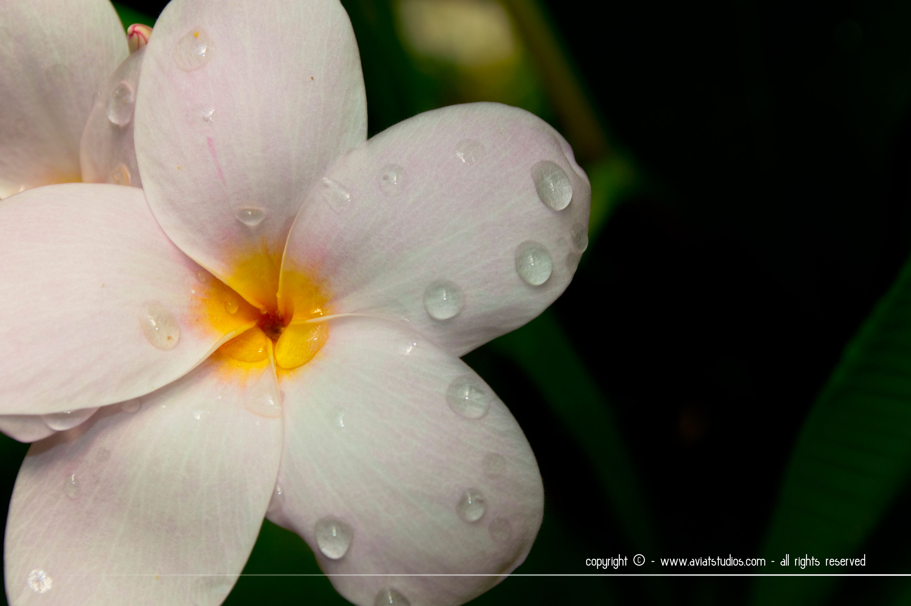 Droplets on Petals