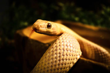 Corn Snake albinos