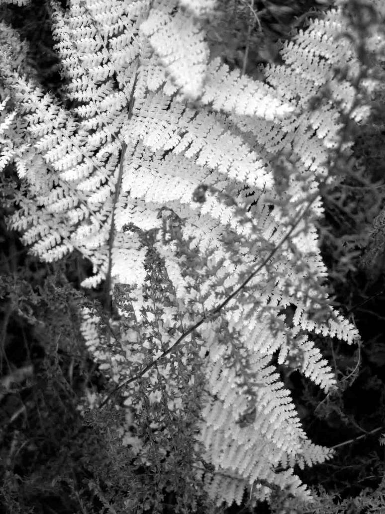 Ferns by zkez on DeviantArt