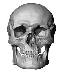 European Male Skull Scan