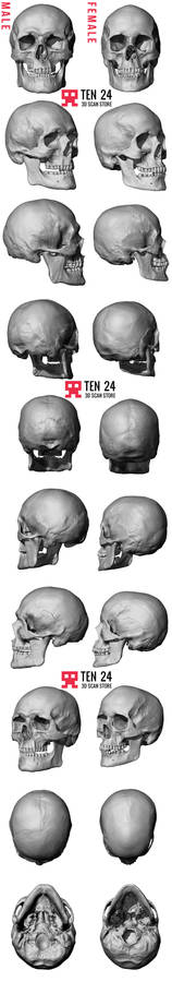 European Skull Comparative Sexes.