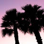 Palms in Silhouette