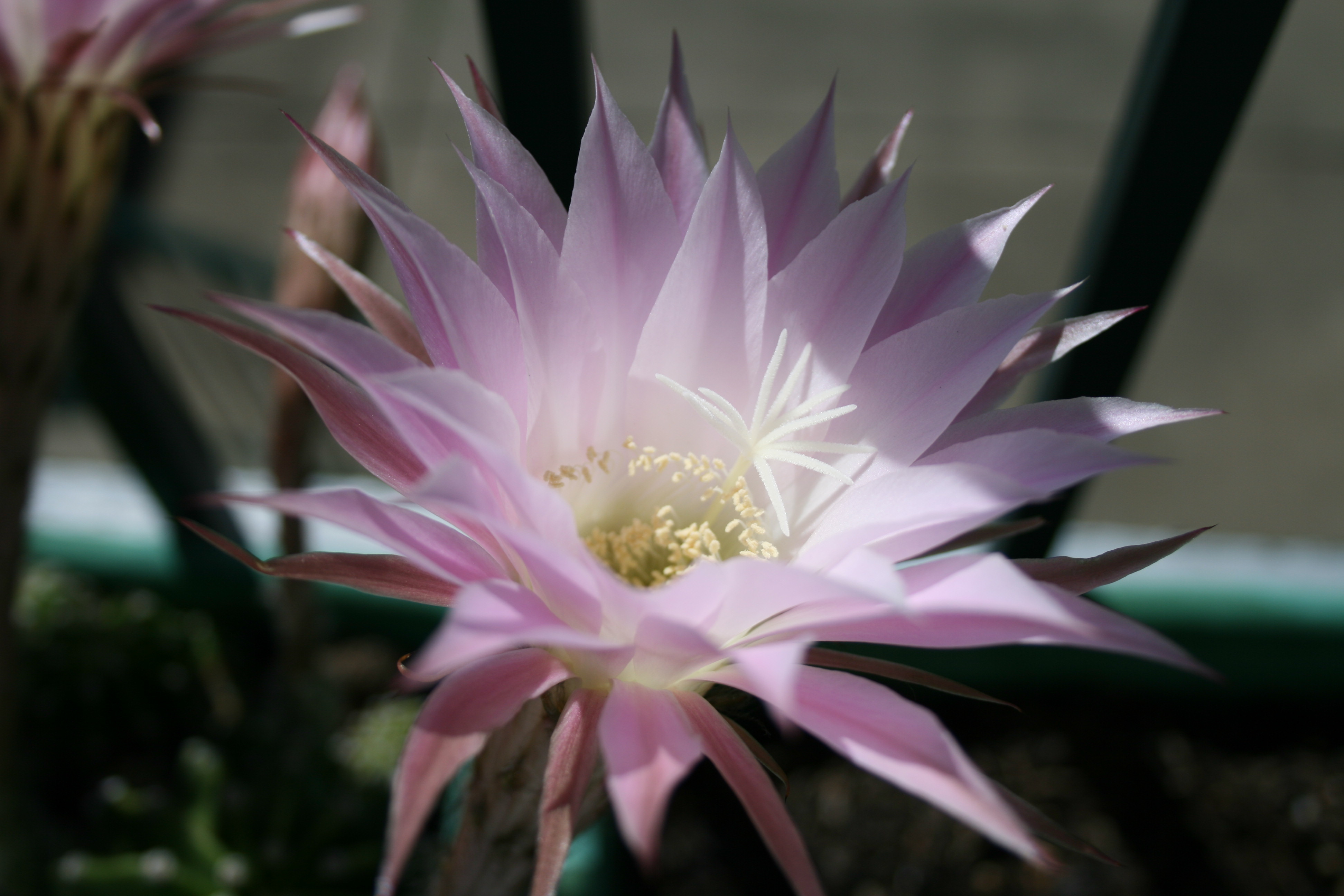 cactus flower 1