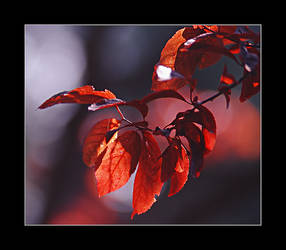 Red leaves