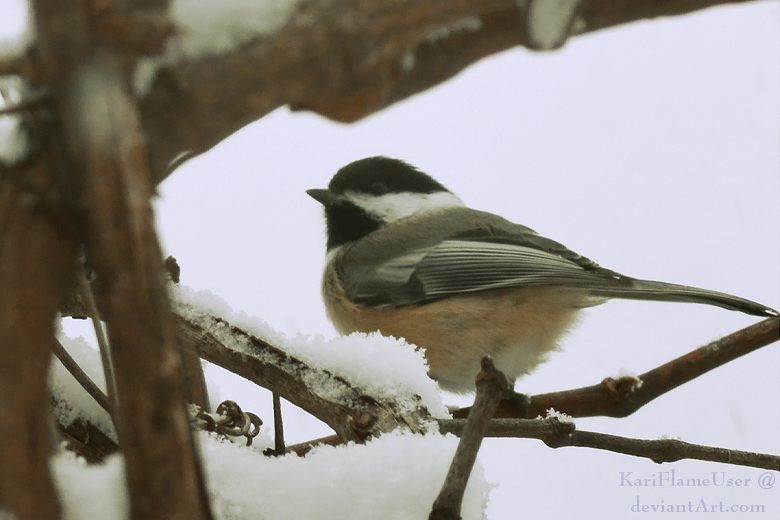 Winter Storm