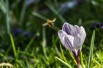 Buzzing Bee Business by paschlewwer