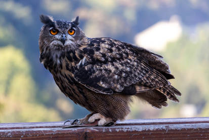 Eurasian eagle-owl (Bubo bubo)