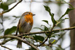 European robin by paschlewwer