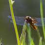 Libellula depressa II (Plattbauch)