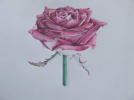 biro rose