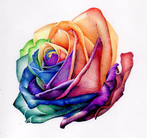 rainbow rose in biro / ballpoint pen