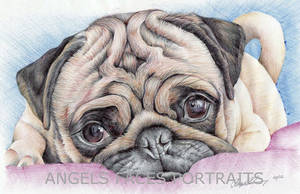 pug drawing in colour biro