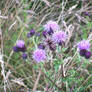 Thistles