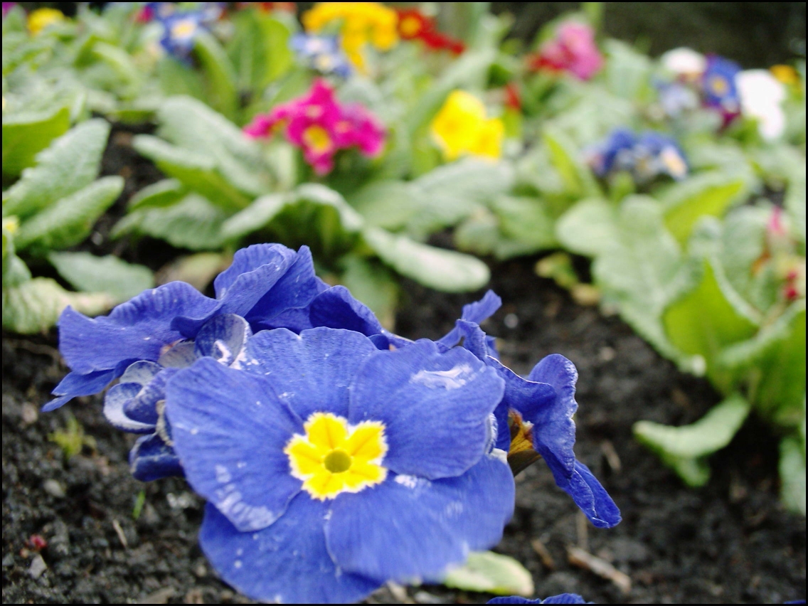 Begonias