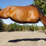 Legless Horse